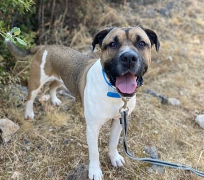 Don animaux St Restitut Drôme - Photos Vivastreet Chien NINO à l adoption