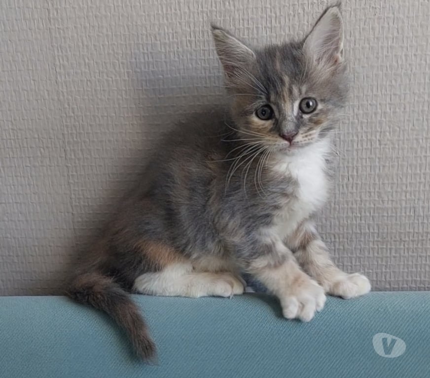 Vente Var Toulon - Photos Vivastreet chaton femelle Maine Coon LOOF