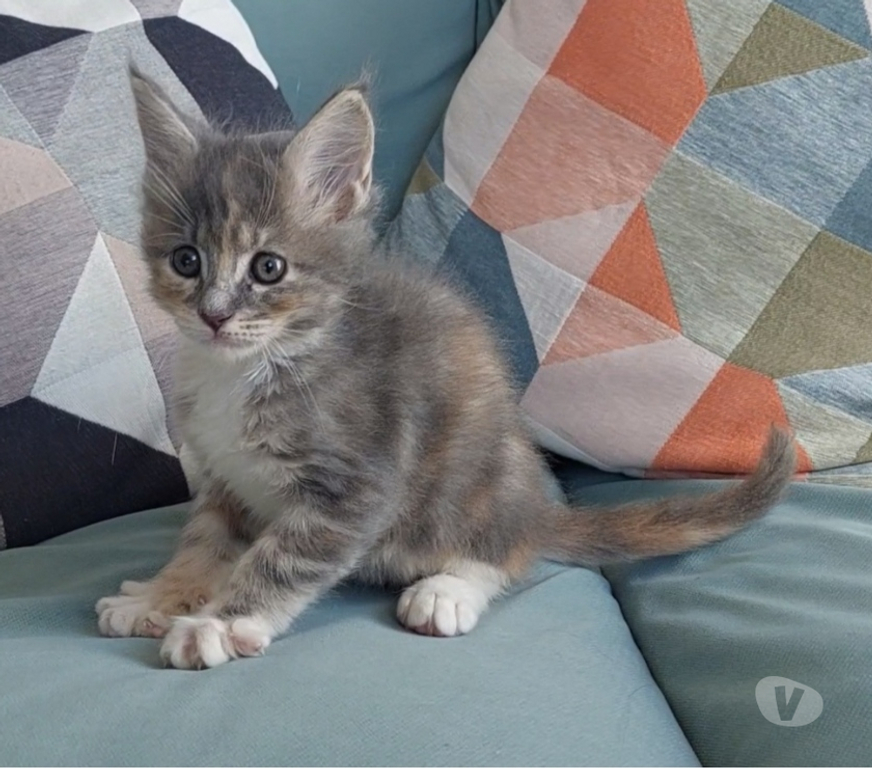 Vente Var Toulon - Photos Vivastreet chaton femelle Maine Coon LOOF