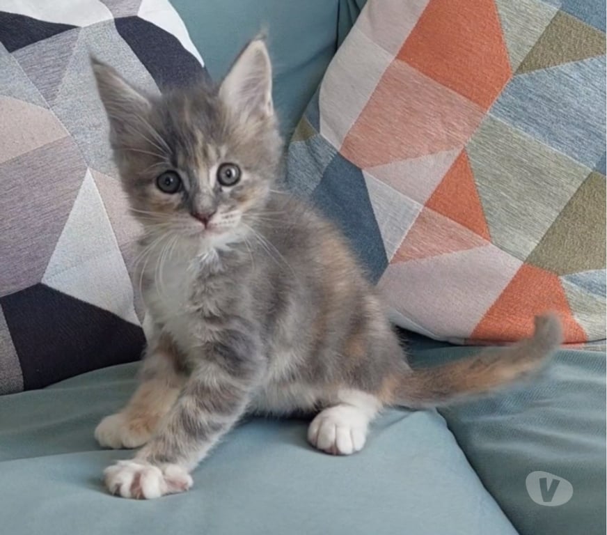 Vente Var Toulon - Photos Vivastreet chaton femelle Maine Coon LOOF