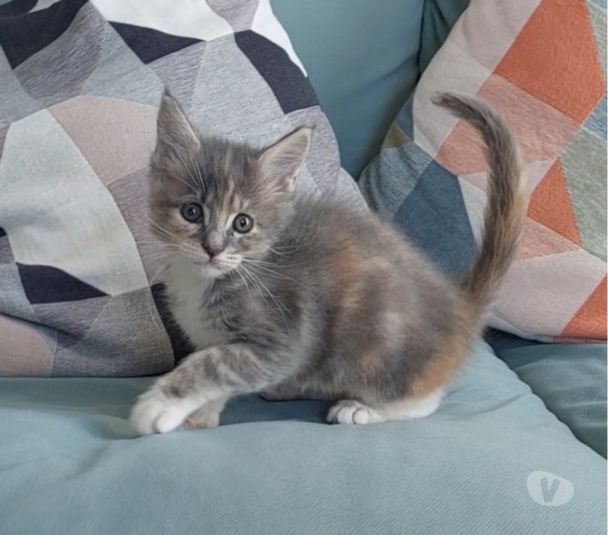 Vente Var Toulon - Photos Vivastreet chaton femelle Maine Coon LOOF