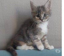 chaton femelle Maine Coon LOOF