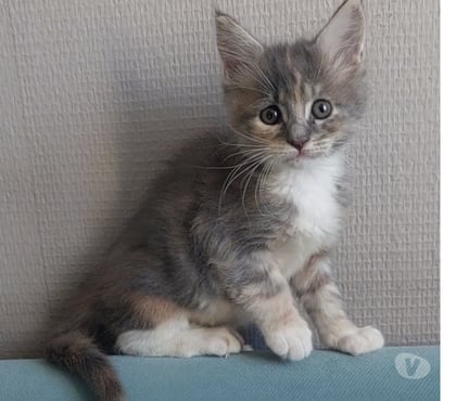 Vente Toulon Toulon - Photos Vivastreet chaton femelle Maine Coon LOOF