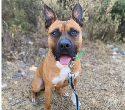 Don St Restitut Drôme - Photos Vivastreet Chien DEMON à l adoption