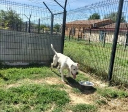 Adoption animaux Marseille Marseille - Photos Vivastreet Chien SNOW à l adoption