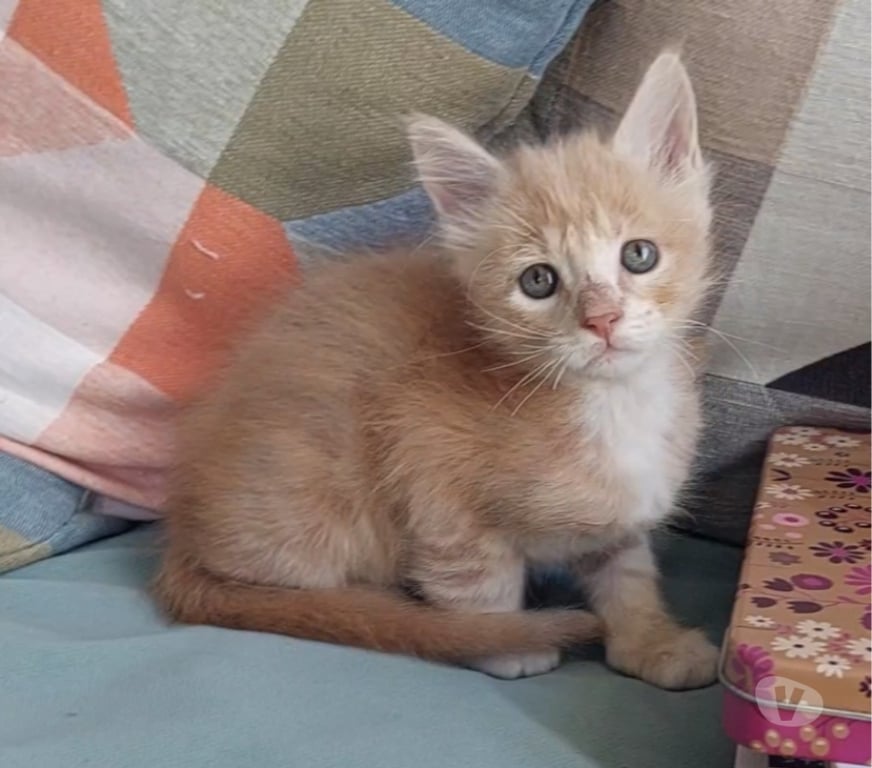 Vente Var Toulon - Photos Vivastreet chaton mâle Maine Coon LOOF