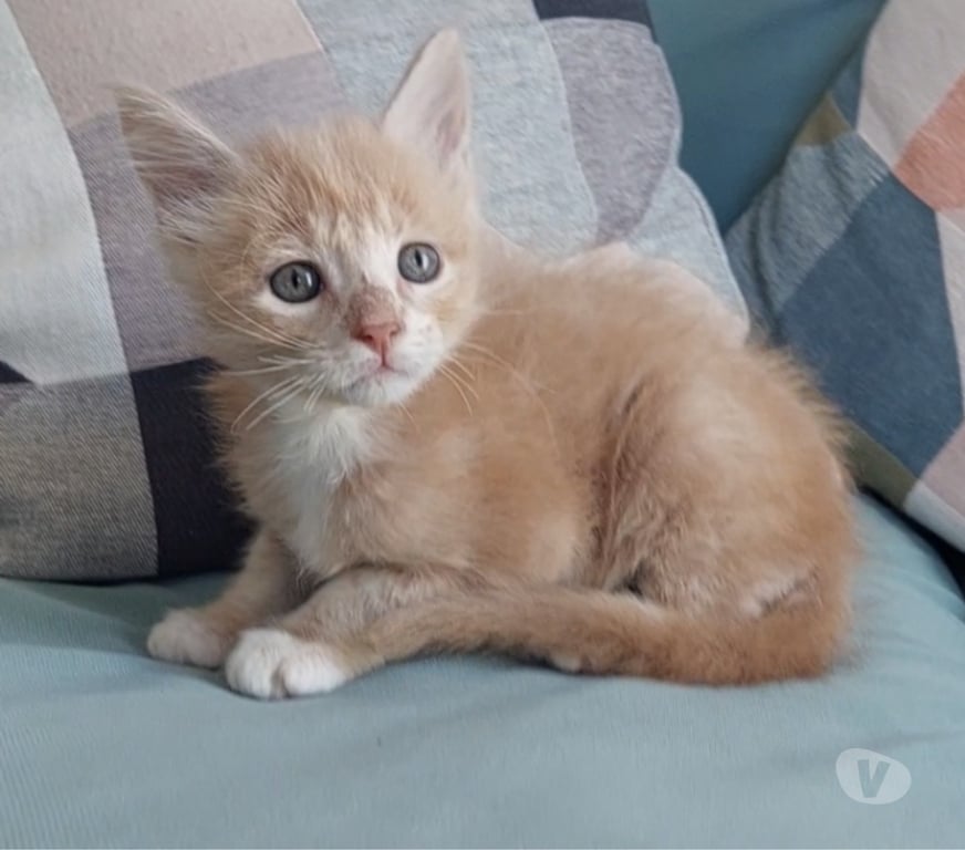 Vente Var Toulon - Photos Vivastreet chaton mâle Maine Coon LOOF