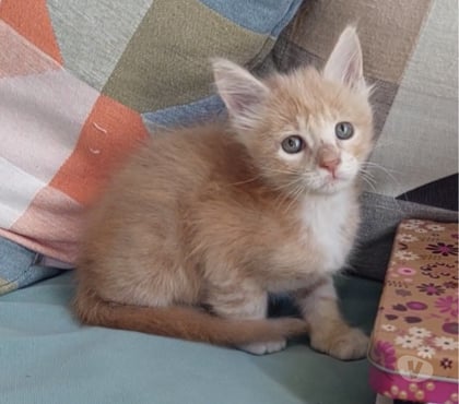 Vente animaux Toulon Toulon - Photos Vivastreet chaton mâle Maine Coon LOOF