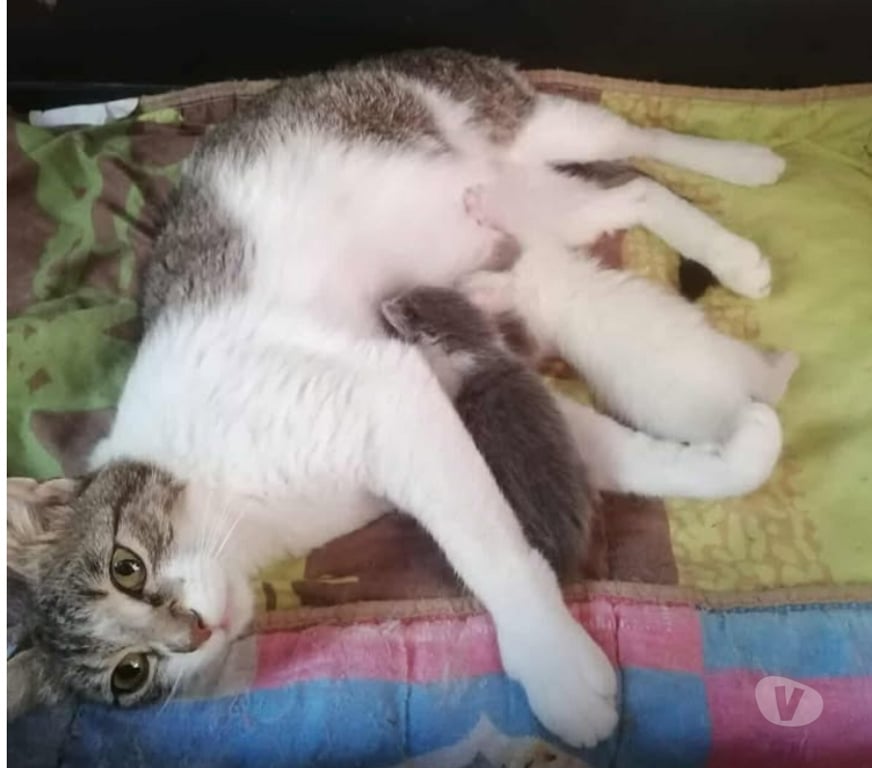 Don animaux Aude Carcassonne - Photos Vivastreet Elsa jeune chatte tres gentille 1 an cherche famille