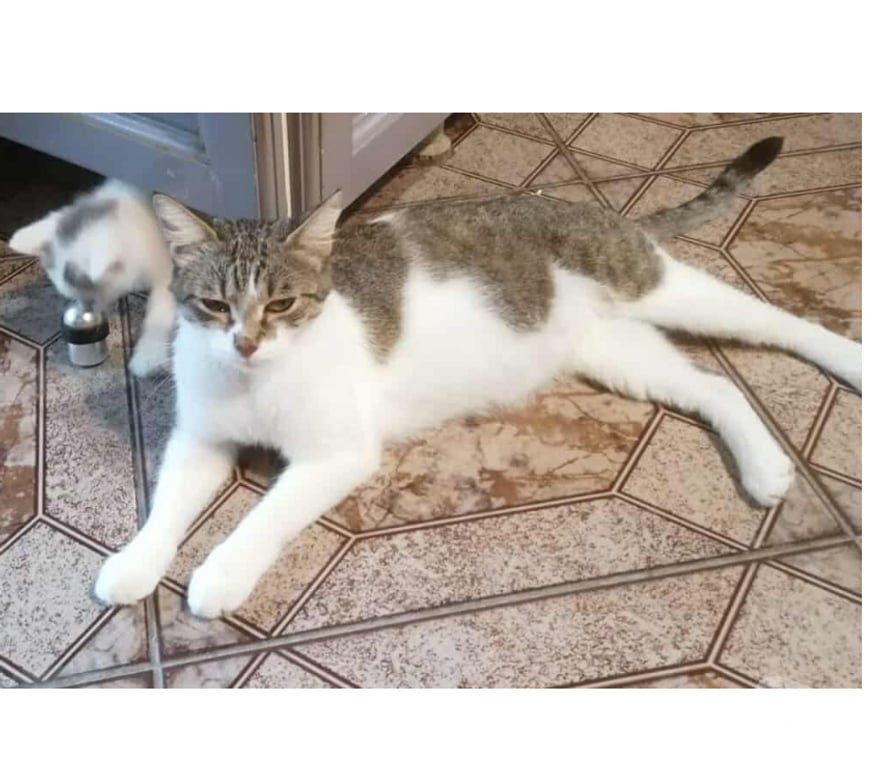 Don animaux Aude Carcassonne - Photos Vivastreet Elsa jeune chatte tres gentille 1 an cherche famille