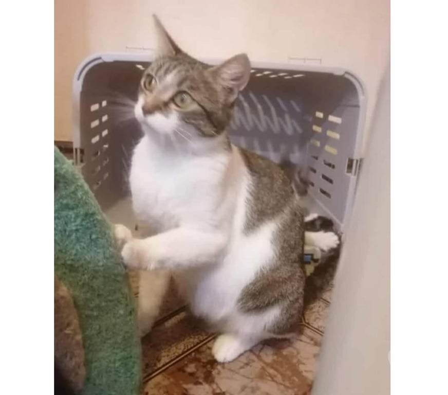 Don animaux Aude Carcassonne - Photos Vivastreet Elsa jeune chatte tres gentille 1 an cherche famille