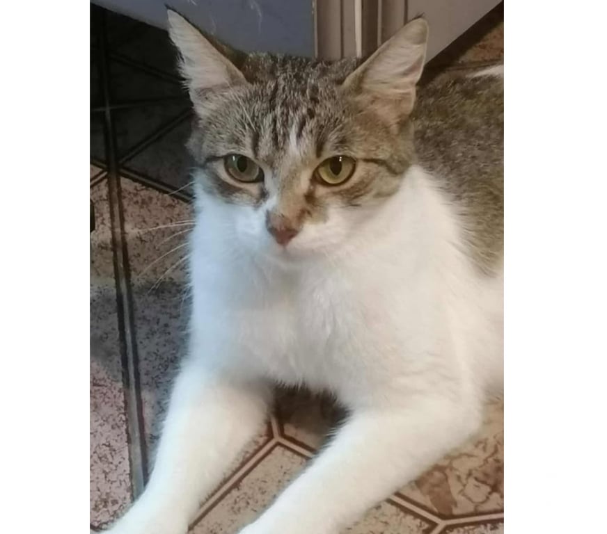 Don animaux Aude Carcassonne - Photos Vivastreet Elsa jeune chatte tres gentille 1 an cherche famille