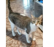 Elsa jeune chatte tres gentille 1 an cherche famille