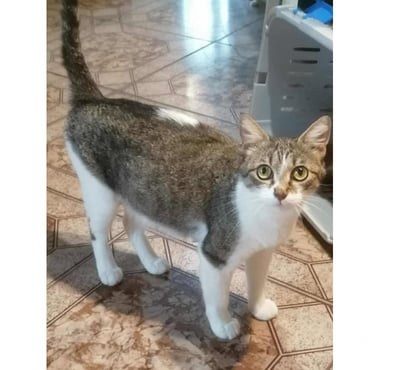 Adoption animaux Carcassonne Carcassonne - Photos Vivastreet Elsa jeune chatte tres gentille 1 an cherche famille