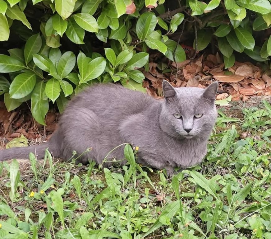 Don animaux Aude Carcassonne - Photos Vivastreet Leo chat chartreux 3 ans cherche famille pour adoption