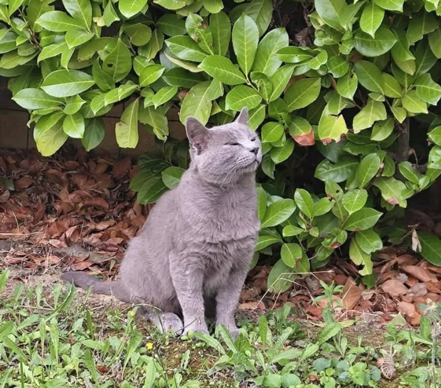 Don animaux Aude Carcassonne - Photos Vivastreet Leo chat chartreux 3 ans cherche famille pour adoption