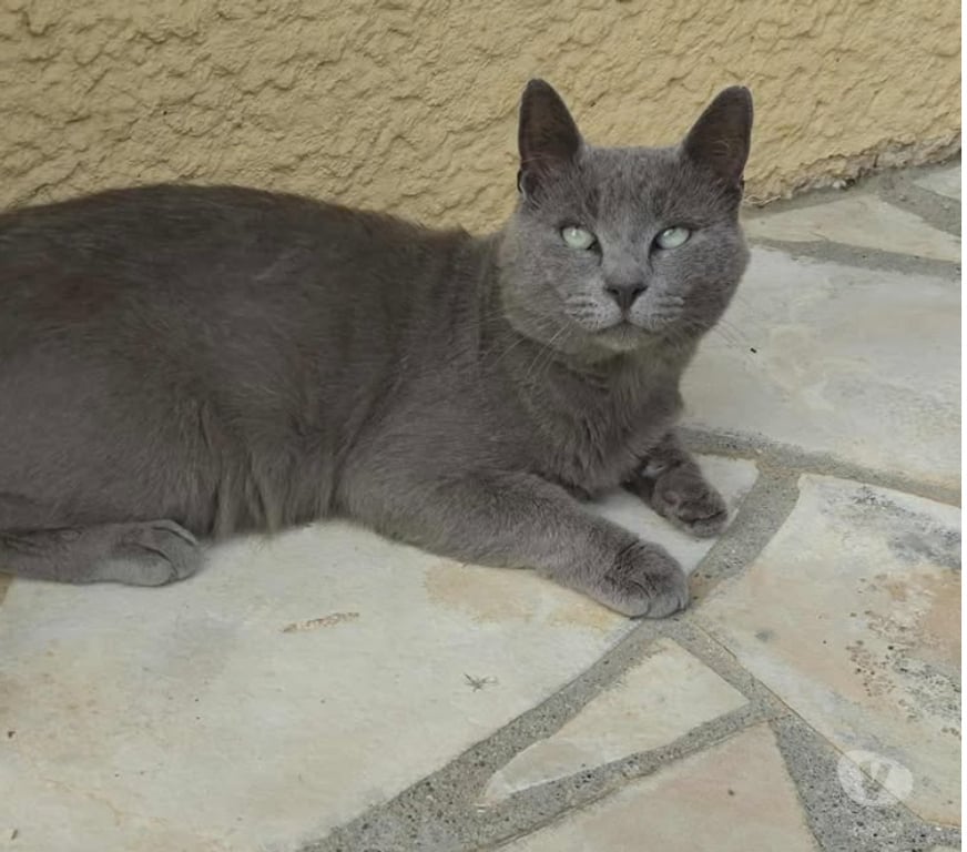 Don animaux Aude Carcassonne - Photos Vivastreet Leo chat chartreux 3 ans cherche famille pour adoption