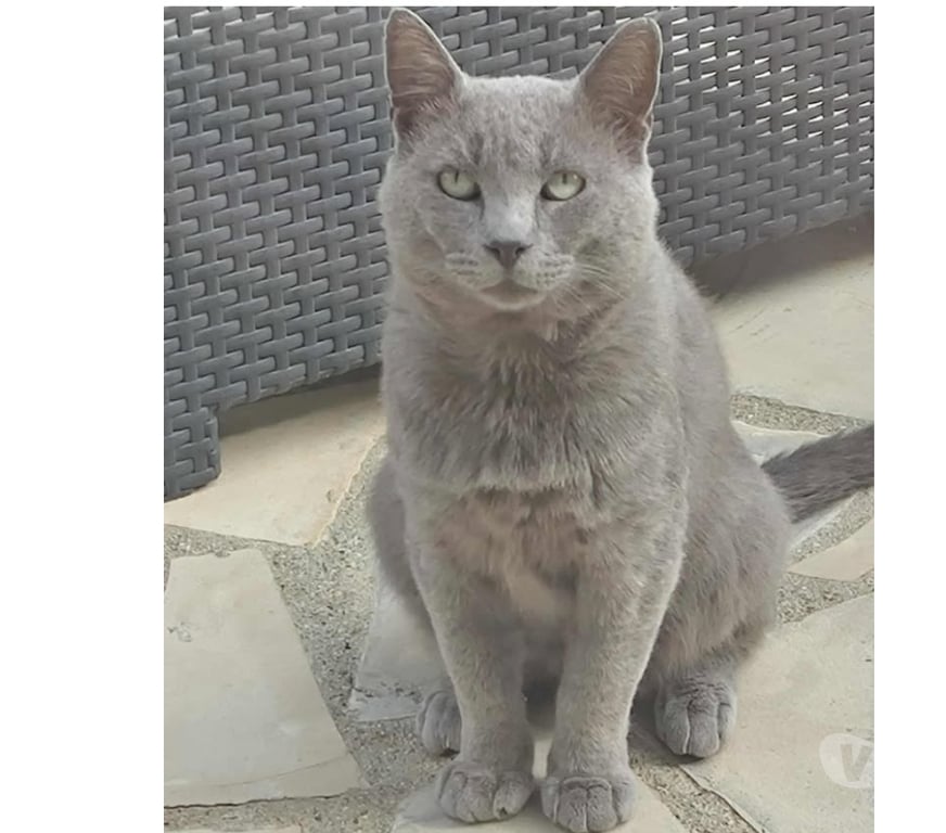 Don animaux Aude Carcassonne - Photos Vivastreet Leo chat chartreux 3 ans cherche famille pour adoption