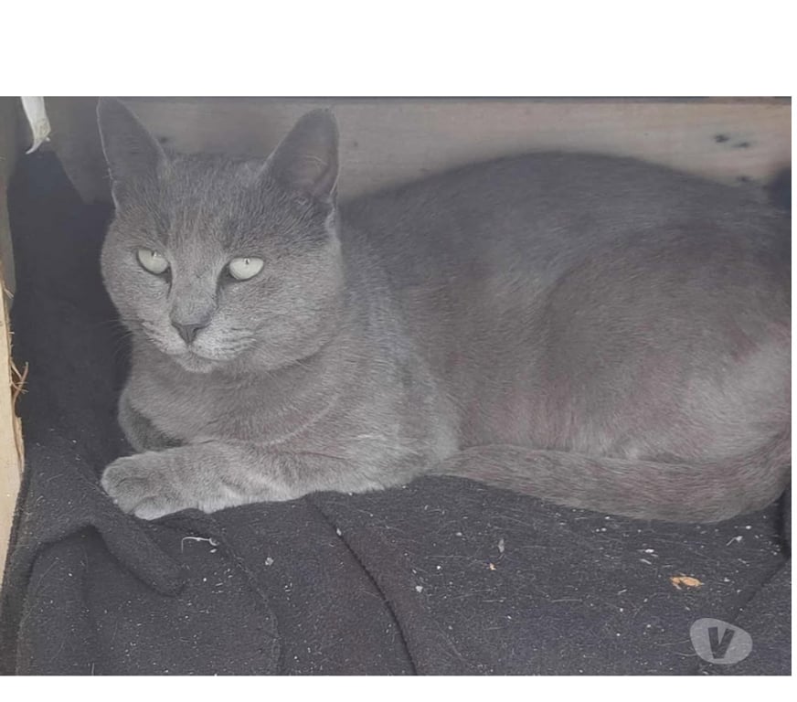 Don animaux Aude Carcassonne - Photos Vivastreet Leo chat chartreux 3 ans cherche famille pour adoption