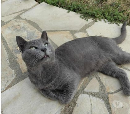 Adoption animaux Carcassonne Carcassonne - Photos Vivastreet Leo chat chartreux 3 ans cherche famille pour adoption