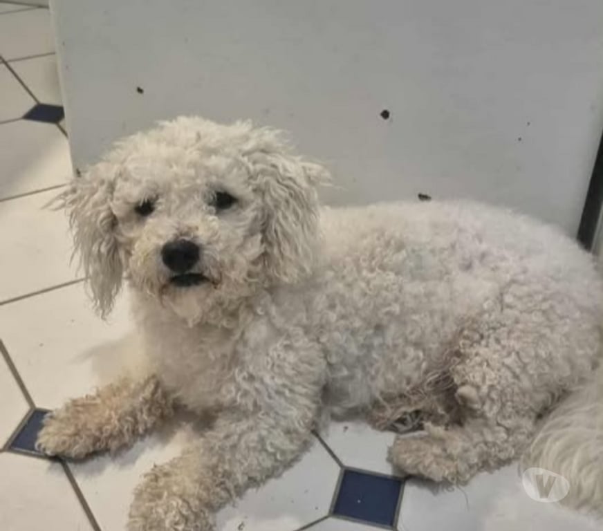 Don animaux Ardèche Davezieux - 07430 - Photos Vivastreet Chien ROCKY à l adoption