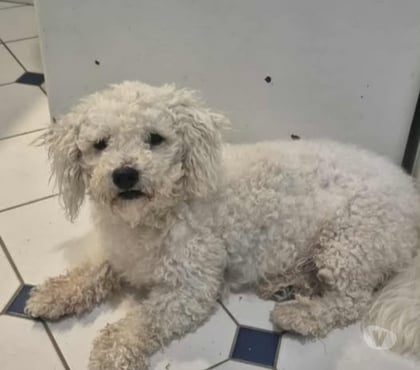 Adoption animaux Davezieux Ardèche - Photos Vivastreet Chien ROCKY à l adoption