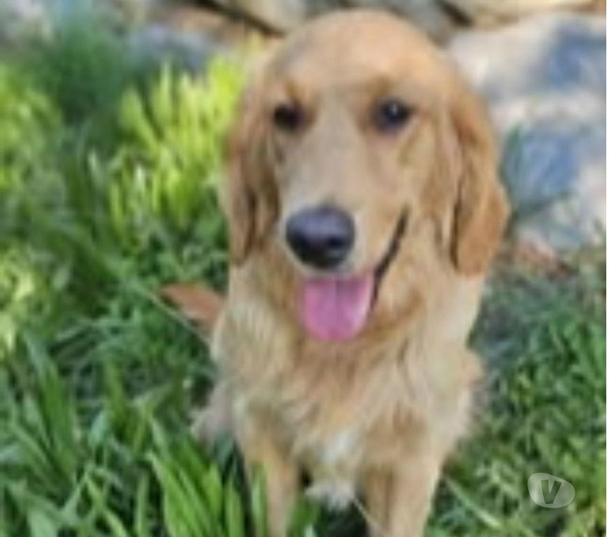 Don animaux Ardèche Vals les Bains - 07600 - Photos Vivastreet Chien ASKO à l adoption