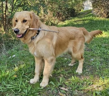 Adoption animaux Vals les Bains Ardèche - Photos Vivastreet Chien ASKO à l adoption