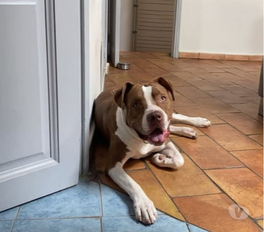 Don animaux Vaucluse Ste Cecile les Vignes - 84290 - Photos Vivastreet Chien UMM à l adoption