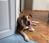Chien UMM à l adoption
