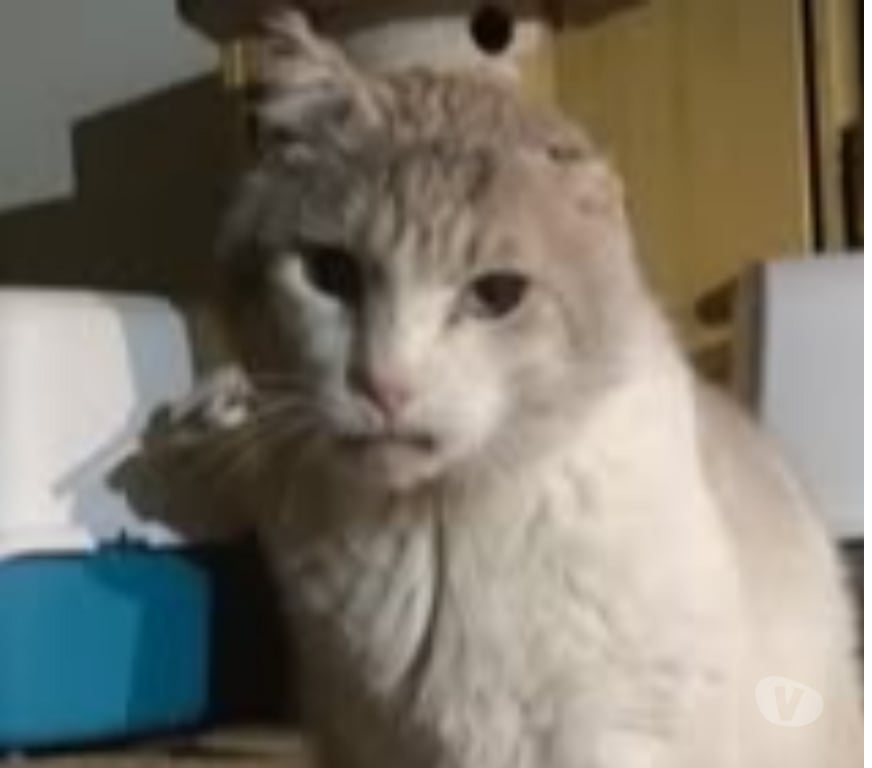 Don animaux Drôme Montboucher sur Jabron - 26740 - Photos Vivastreet Chat PIKACHU à l adoption