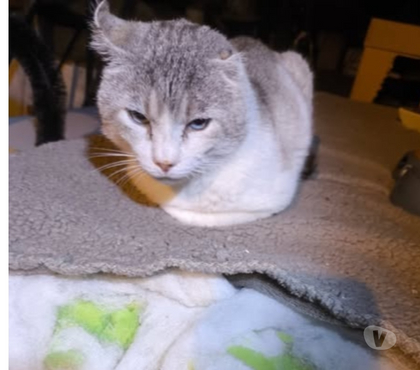 Adoption animaux Montboucher sur Jabron Drôme - Photos Vivastreet Chat PIKACHU à l adoption