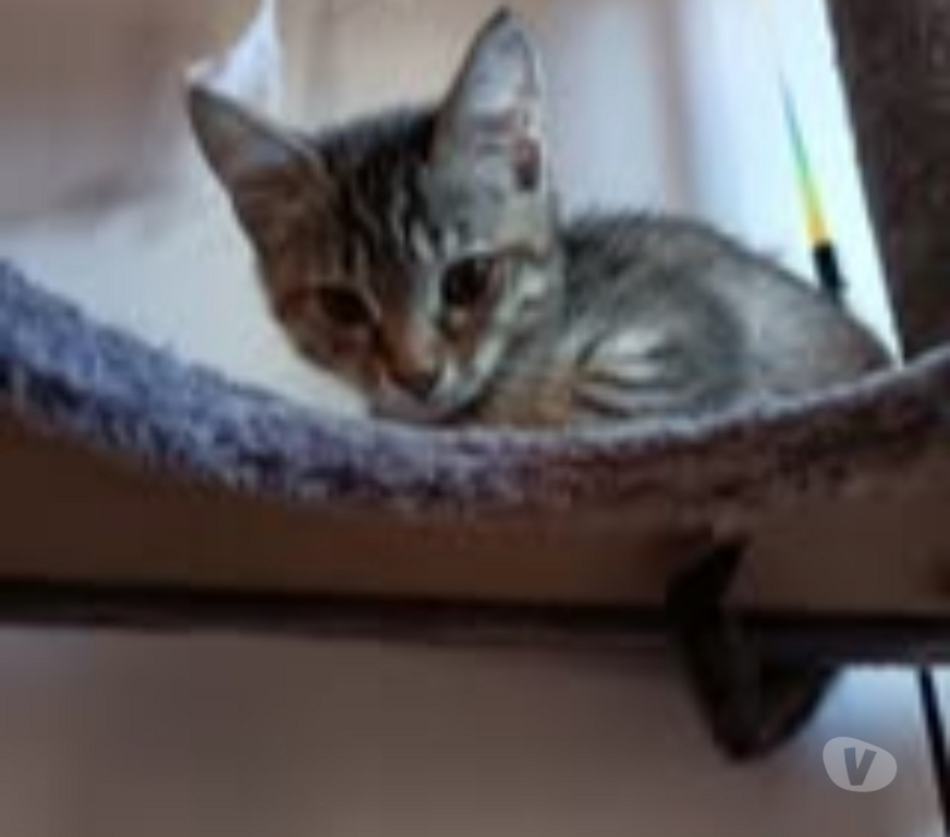 Don animaux Gard St Julien de Peyrolas - 30760 - Photos Vivastreet Chat GABY à l adoption