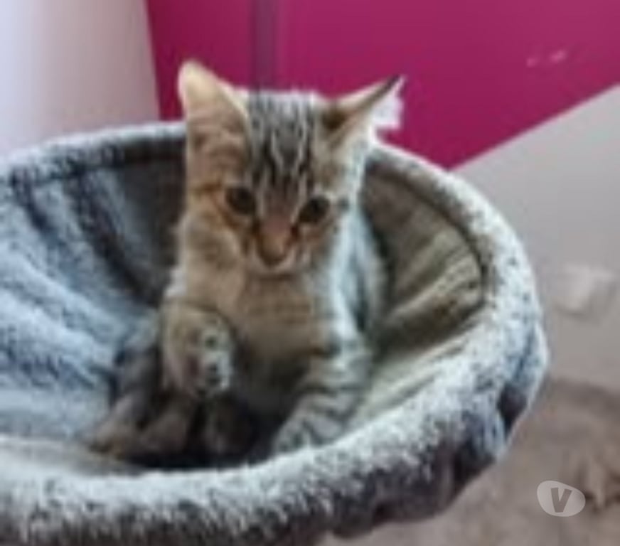 Don animaux Gard St Julien de Peyrolas - 30760 - Photos Vivastreet Chat GABY à l adoption