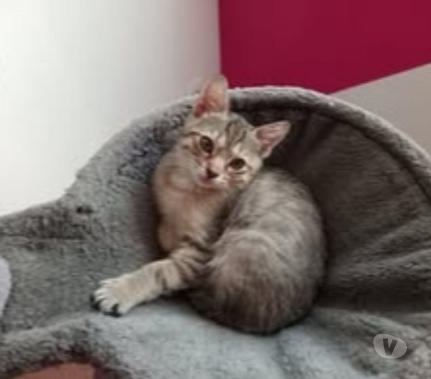 Don animaux Gard St Julien de Peyrolas - 30760 - Photos Vivastreet Chat GABY à l adoption