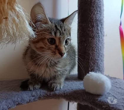 Don St Julien de Peyrolas Gard - Photos Vivastreet Chat GABY à l adoption