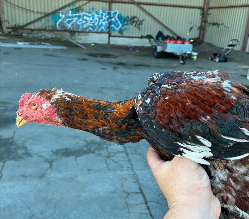 Vente Vendée La Roche sur Yon - 85000 - Photos Vivastreet Coq américain, X. Shamo.