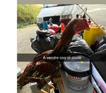 Coq américain, X. Shamo.