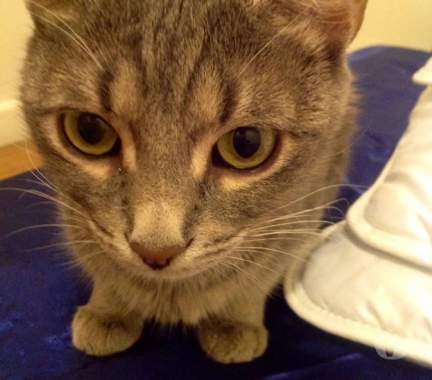 Animaux perdus Rhône Brignais - 69530 - Photos Vivastreet HADA chatte perdue
