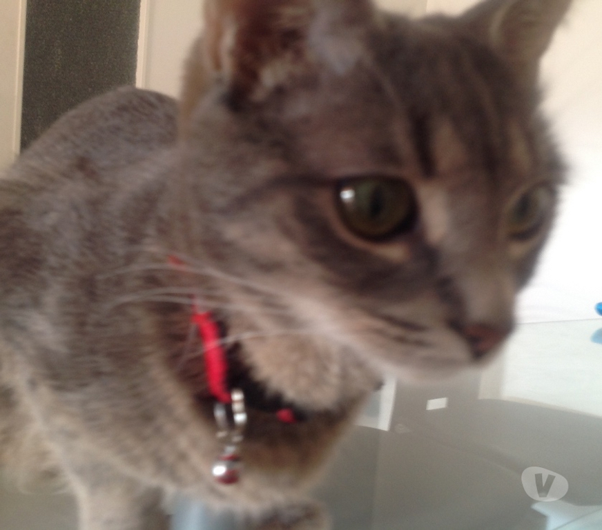Animaux perdus Rhône Brignais - 69530 - Photos Vivastreet HADA chatte perdue