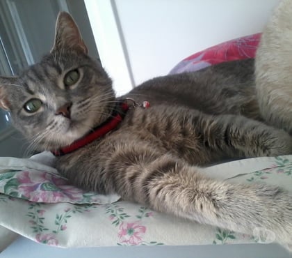 Animaux perdus Brignais Rhône - Photos Vivastreet HADA chatte perdue