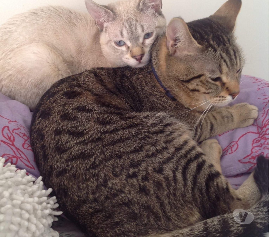Animaux perdus Rhône Brignais - 69530 - Photos Vivastreet JESSE chat perdu