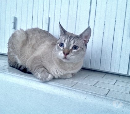 Animaux perdus Brignais Rhône - Photos Vivastreet JESSE chat perdu