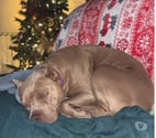 Chien ELECTRA à l adoption