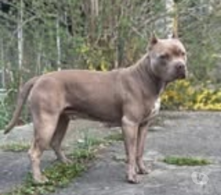 Don animaux Drôme Portes les Valence - 26800 - Photos Vivastreet Chien ELECTRA à l adoption