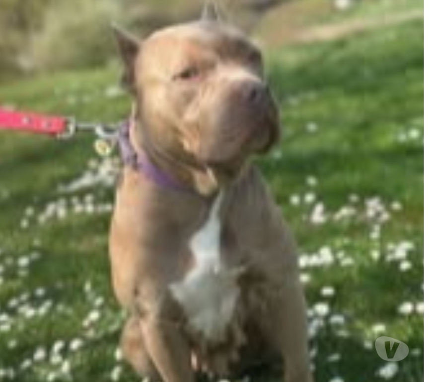 Don animaux Drôme Portes les Valence - 26800 - Photos Vivastreet Chien ELECTRA à l adoption