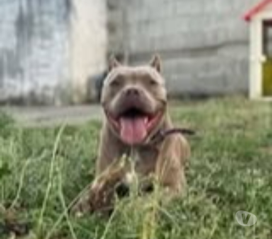 Don animaux Drôme Portes les Valence - 26800 - Photos Vivastreet Chien ELECTRA à l adoption