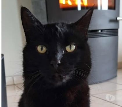 Adoption animaux St Michel de Chabrillanoux Ardèche - Photos Vivastreet Chat REGLISSE à l adoption