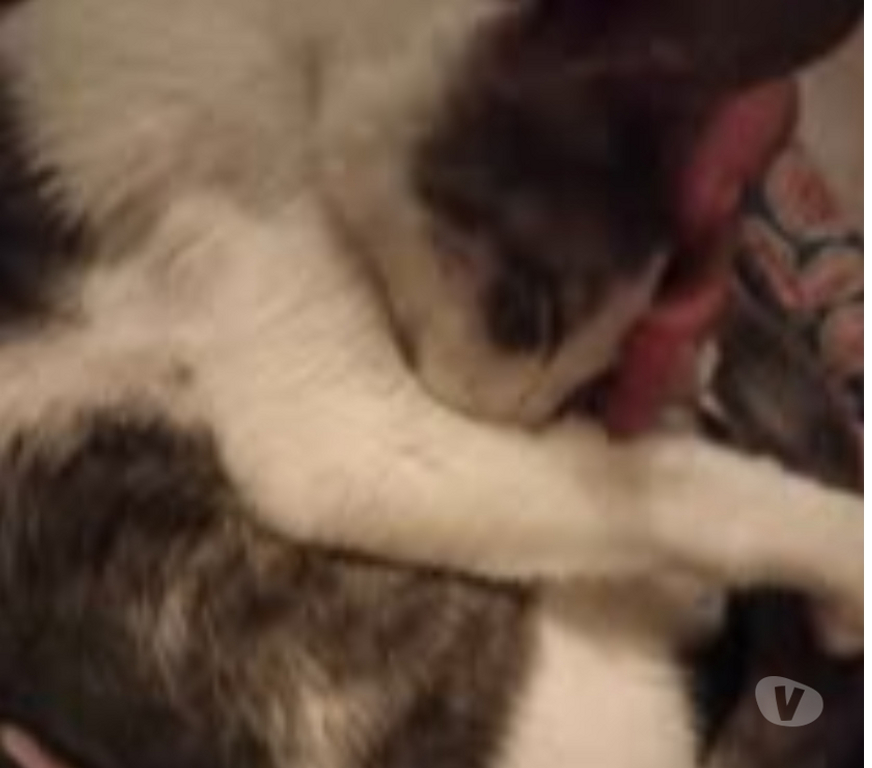 Don animaux Drôme Valence - 26000 - Photos Vivastreet Chat LOKI à l adoption