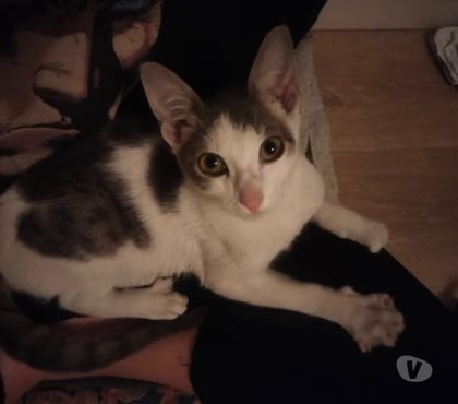 Don animaux Valence Drôme - Photos Vivastreet Chat LOKI à l adoption